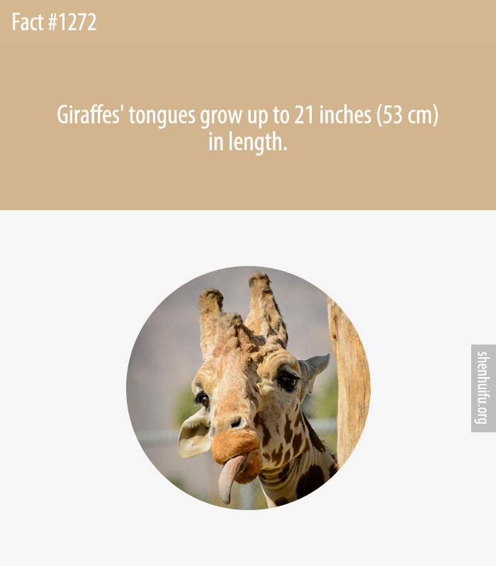 Giraffes' tongues grow up to 21 inches (53 cm) in length.