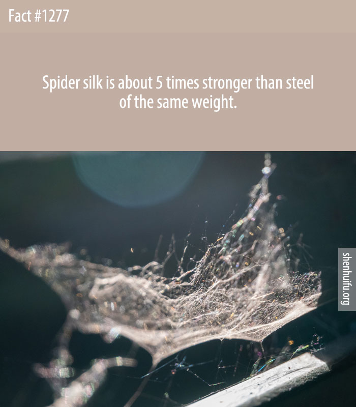 Spider silk is about 5 times stronger than steel of the same weight.