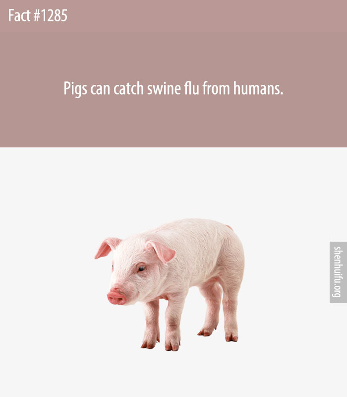 Pigs can catch swine flu from humans.