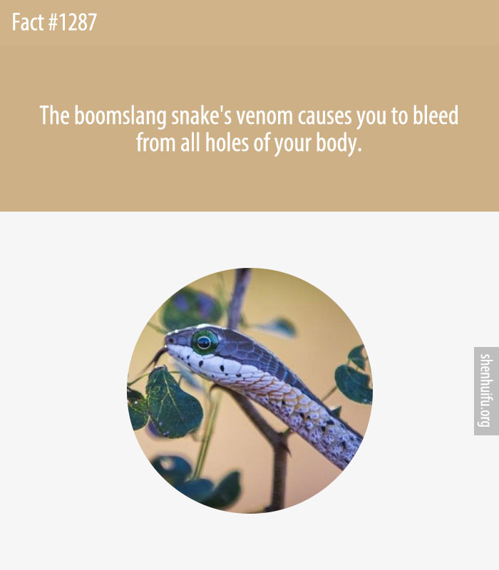 The boomslang snake's venom causes you to bleed from all holes of your body.