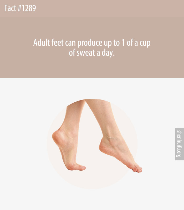 Adult feet can produce up to 1 of a cup of sweat a day.