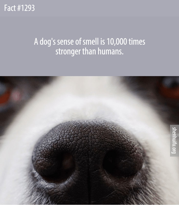 A dog's sense of smell is 10,000 times stronger than humans.