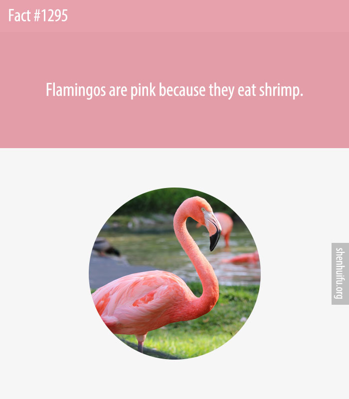 Flamingos are pink because they eat shrimp.