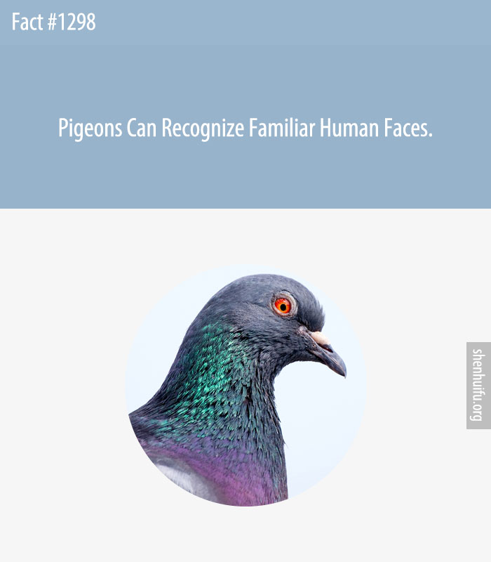 Pigeons Can Recognize Familiar Human Faces.