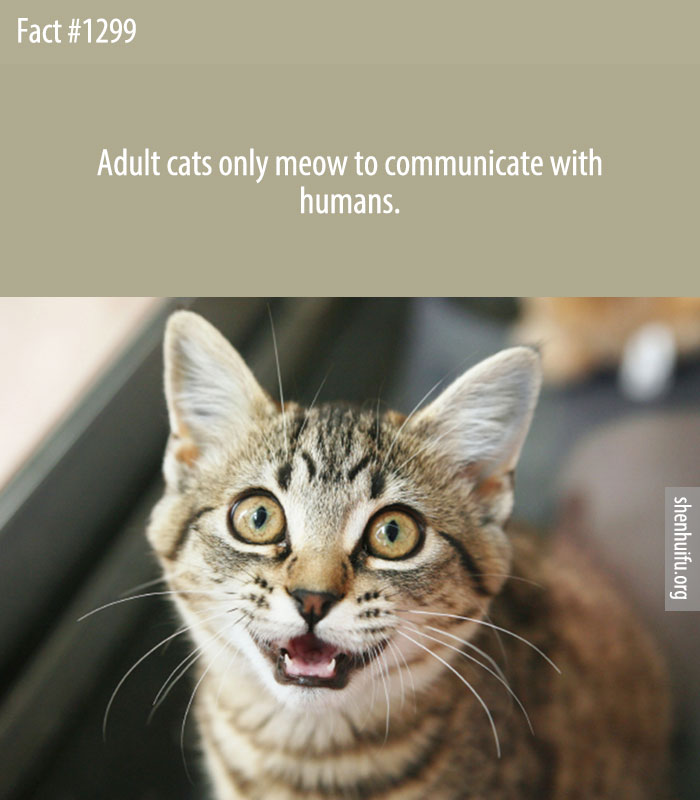 Adult cats only meow to communicate with humans.