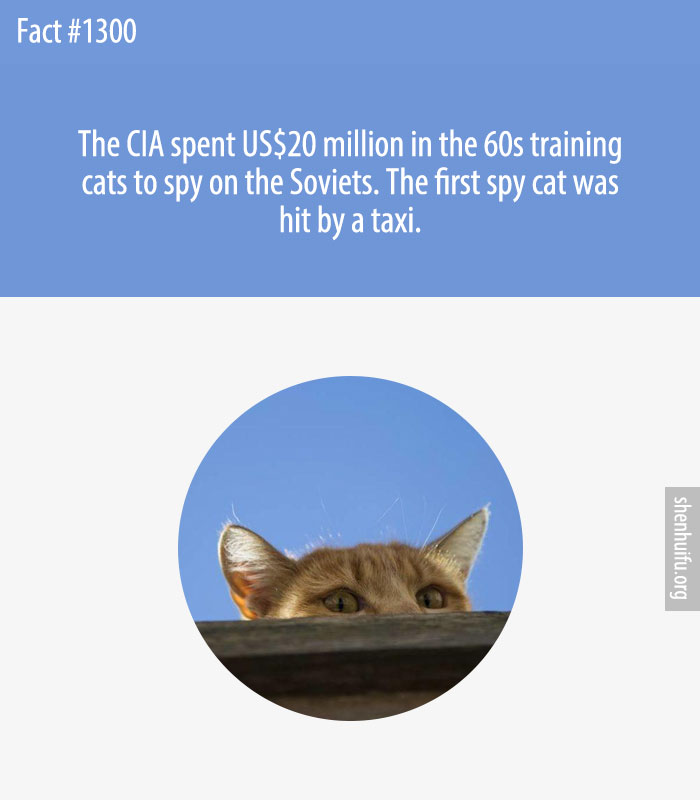 The CIA spent US$20 million in the 60s training cats to spy on the Soviets. The first spy cat was hit by a taxi.
