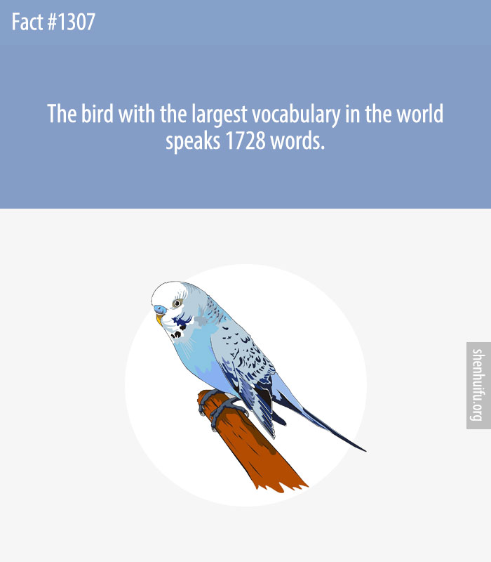 The bird with the largest vocabulary in the world speaks 1728 words.