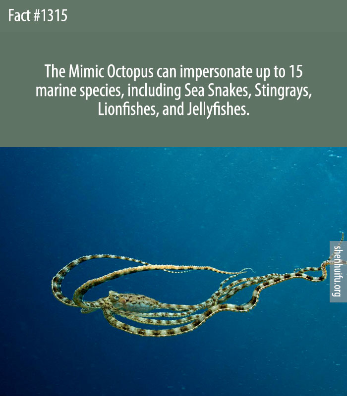 The Mimic Octopus can impersonate up to 15 marine species, including Sea Snakes, Stingrays, Lionfishes, and Jellyfishes.