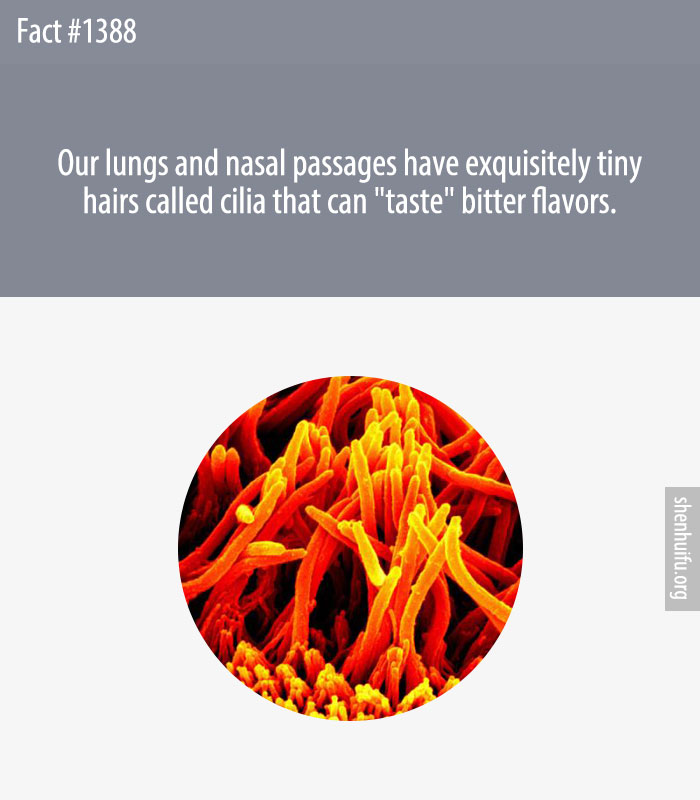 Our lungs and nasal passages have exquisitely tiny hairs called cilia that can 'taste' bitter flavors.