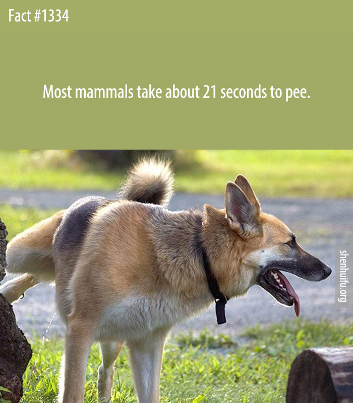 Most mammals take about 21 seconds to pee.