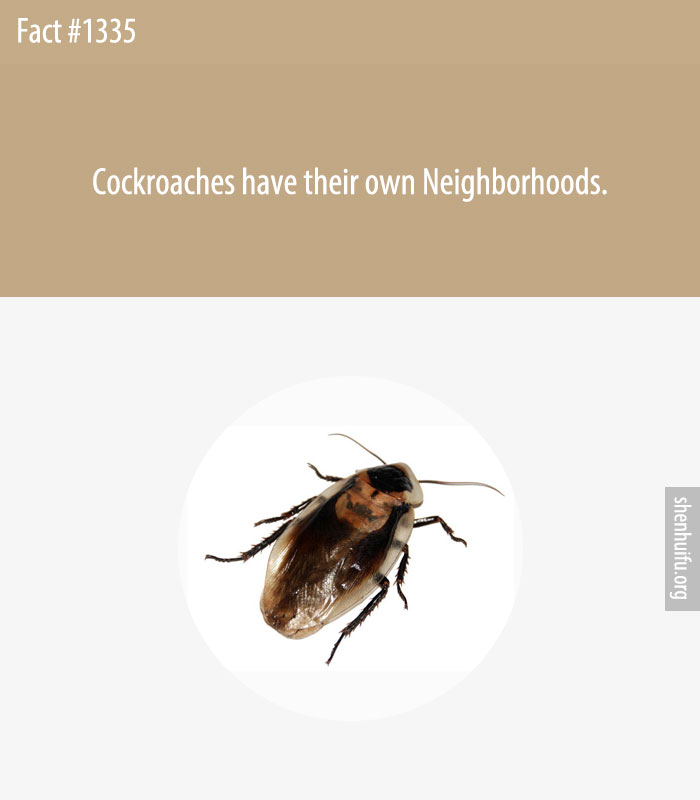 Cockroaches have their own Neighborhoods.