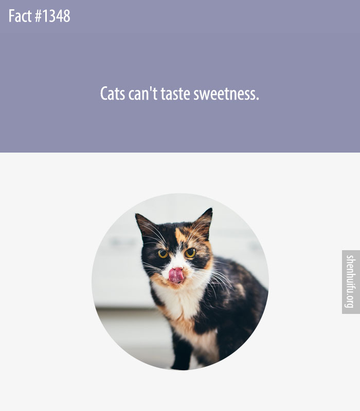 Cats can't taste sweetness.
