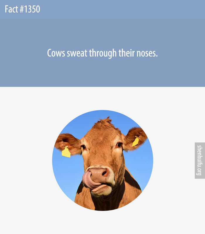 Cows sweat through their noses.
