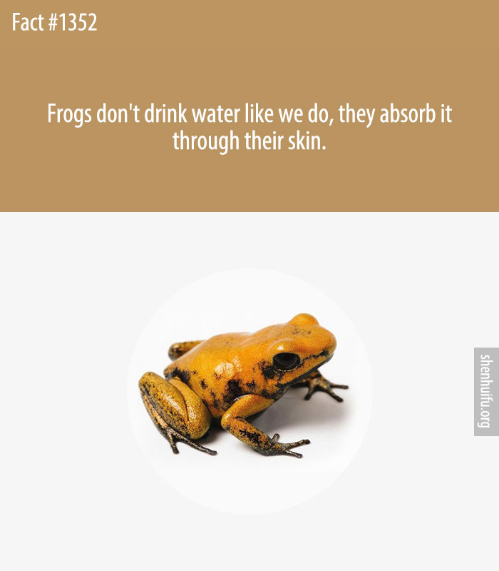 Frogs don't drink water like we do, they absorb it through their skin.