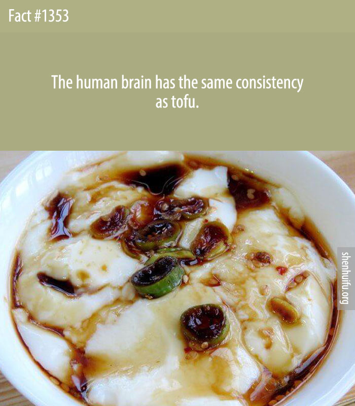 The human brain has the same consistency as tofu.