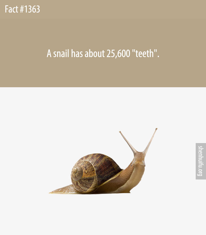 A snail has about 25,600 'teeth'.