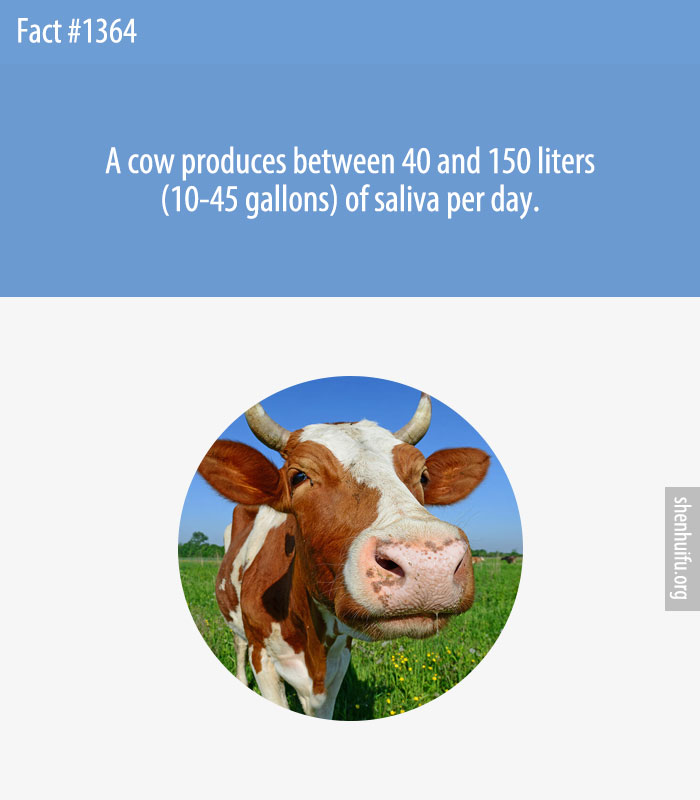 A cow produces between 40 and 150 liters (10-45 gallons) of saliva per day.