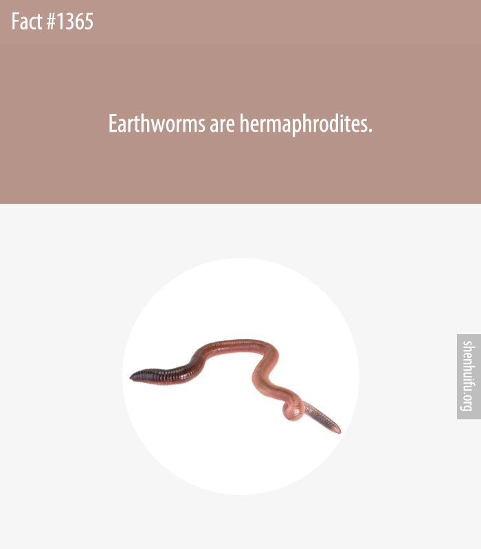 Earthworms are hermaphrodites.