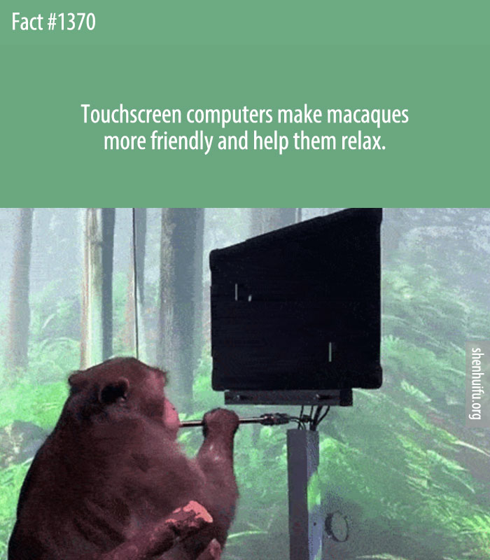 Touchscreen computers make macaques more friendly and help them relax.