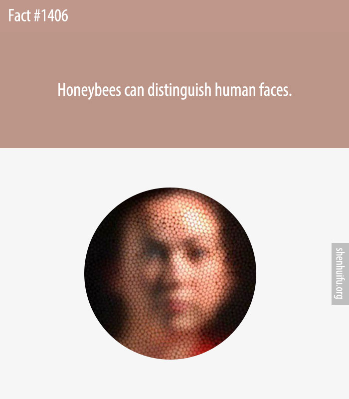 Honeybees can distinguish human faces.