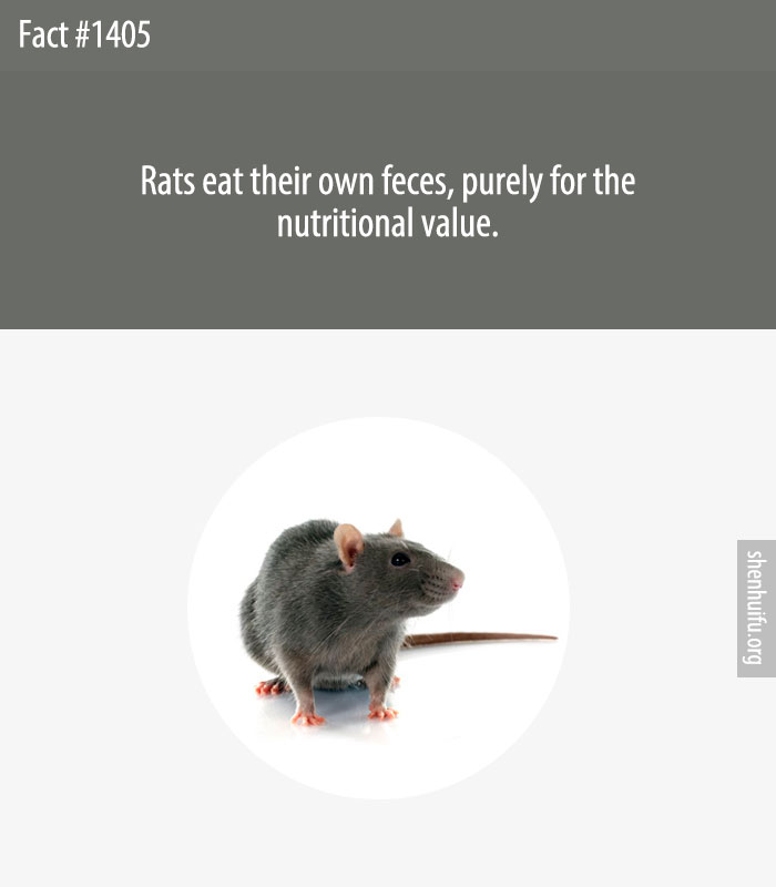 Rats eat their own feces, purely for the nutritional value.