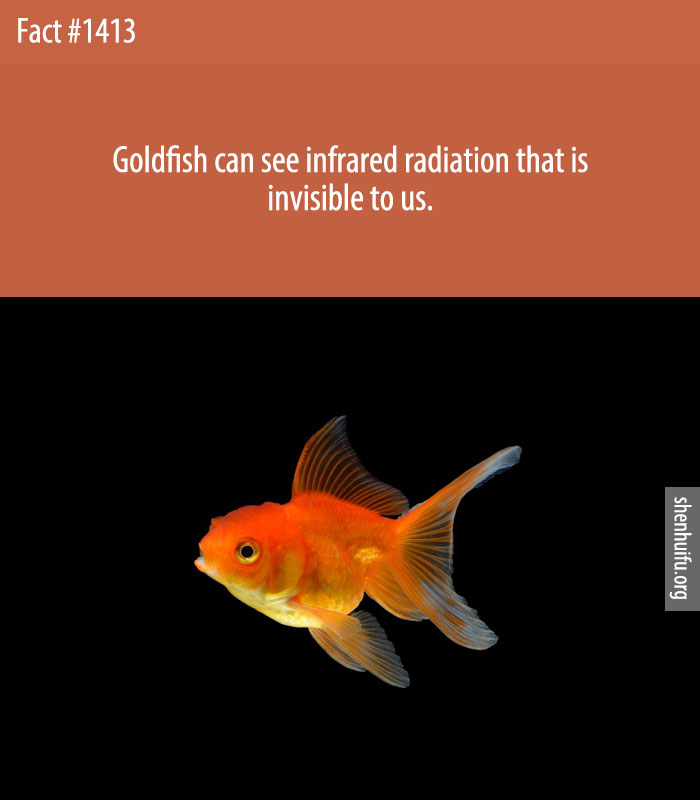 Goldfish can see infrared radiation that is invisible to us.