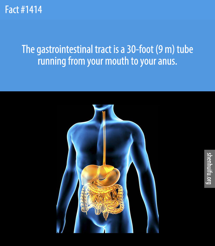 The gastrointestinal tract is a 30-foot (9 m) tube running from your mouth to your anus.