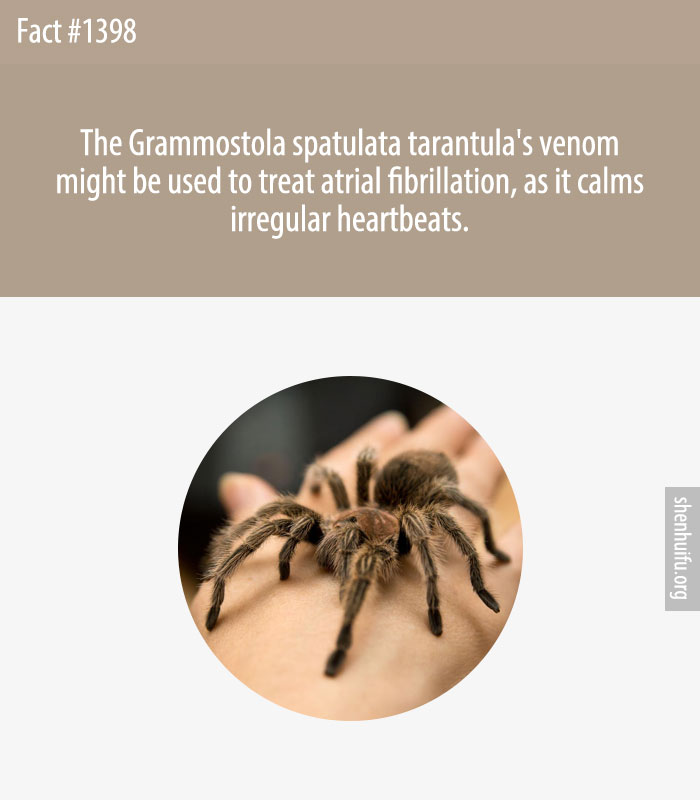 The Grammostola spatulata tarantula's venom might be used to treat atrial fibrillation, as it calms irregular heartbeats.