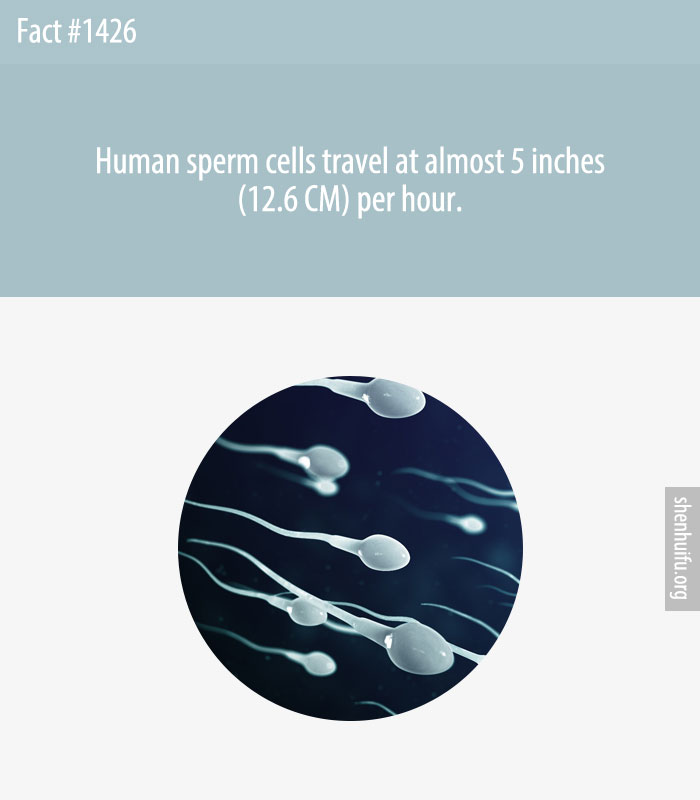 Human sperm cells travel at almost 5 inches (12.6 CM) per hour.