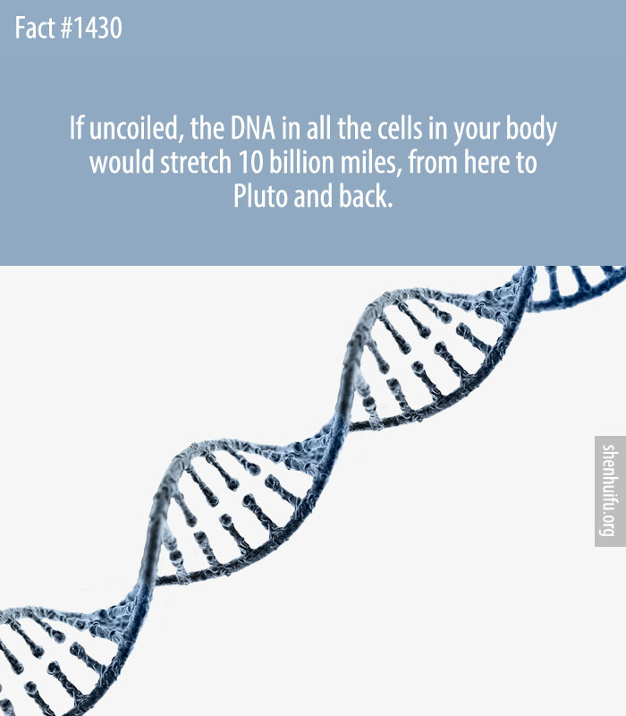 If uncoiled, the DNA in all the cells in your body would stretch 10 billion miles, from here to Pluto and back.