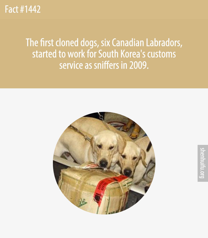 The first cloned dogs, six Canadian Labradors, started to work for South Korea's customs service as sniffers in 2009.