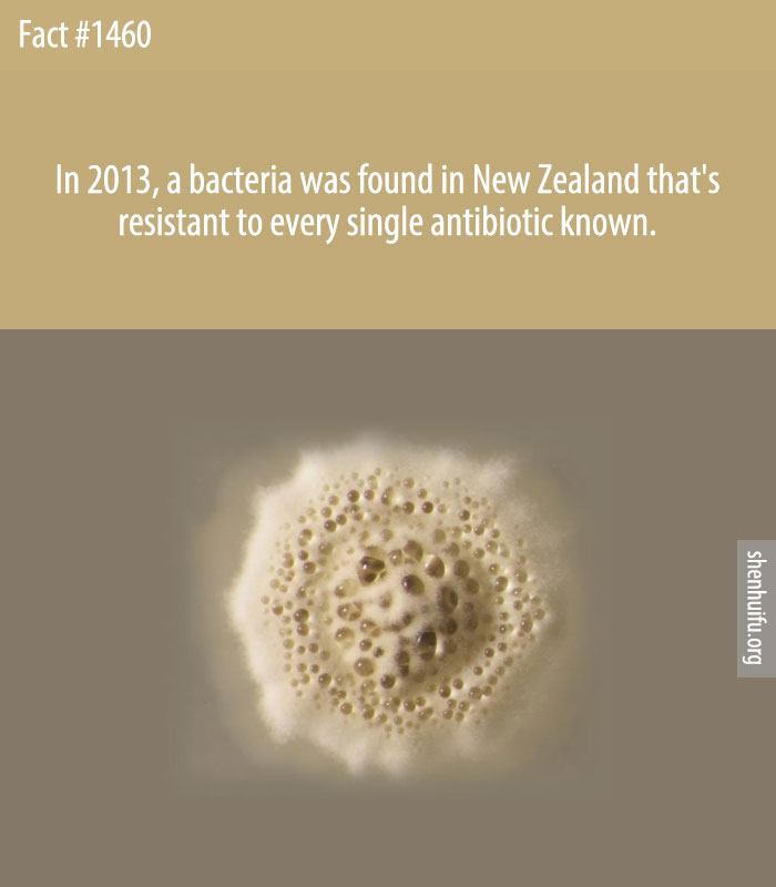 In 2013, a bacteria was found in New Zealand that's resistant to every single antibiotic known.