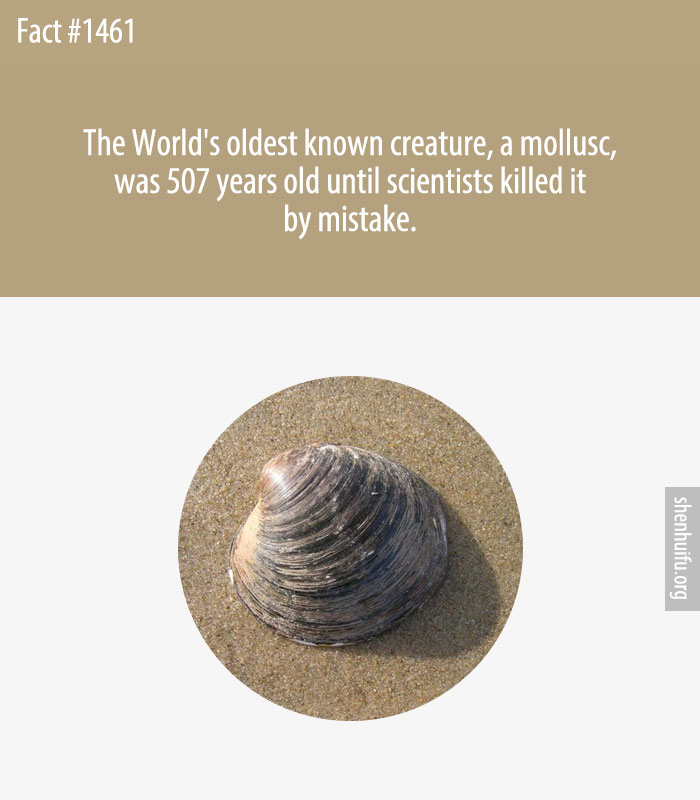 The World's oldest known creature, a mollusc, was 507 years old until scientists killed it by mistake.