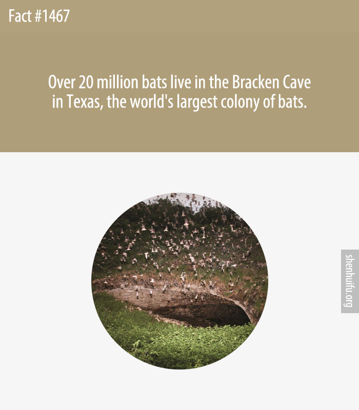 Over 20 million bats live in the Bracken Cave in Texas, the world's largest colony of bats.
