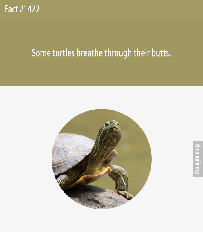 Some turtles breathe through their butts.