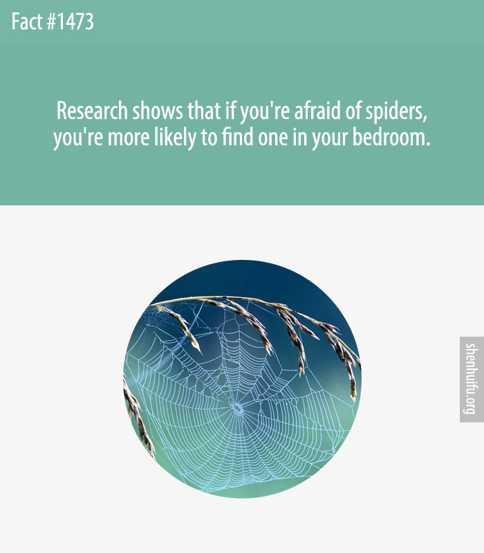 Research shows that if you're afraid of spiders, you're more likely to find one in your bedroom.