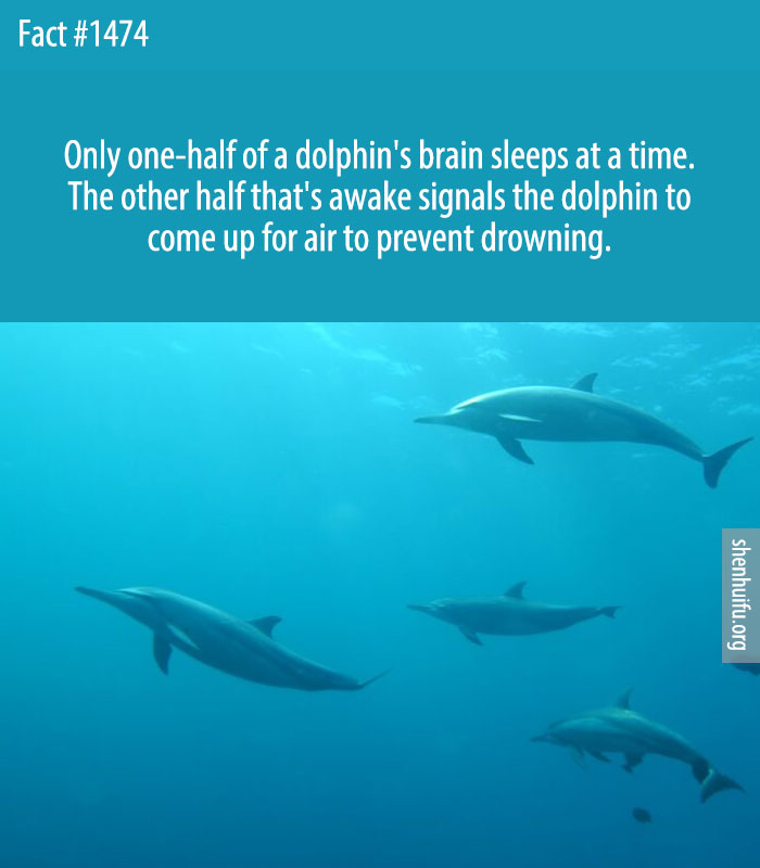 Only one-half of a dolphin's brain sleeps at a time. The other half that's awake signals the dolphin to come up for air to prevent drowning.