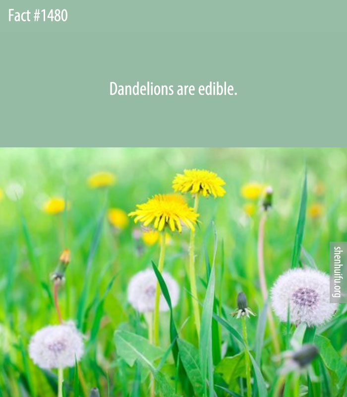 Dandelions are edible.