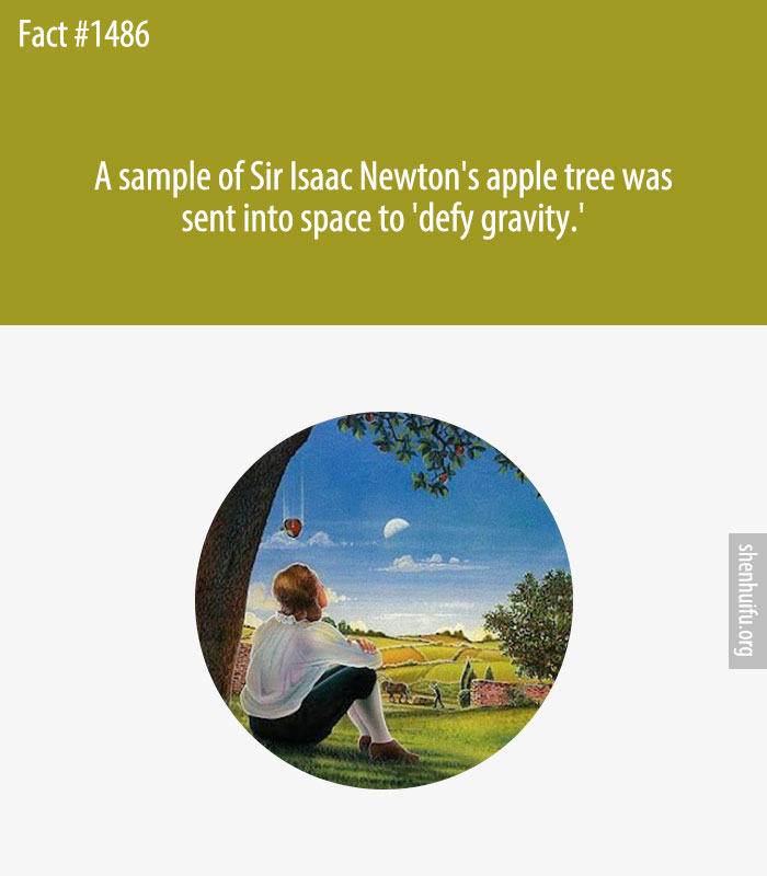 A sample of Sir Isaac Newton's apple tree was sent into space to 'defy gravity.'