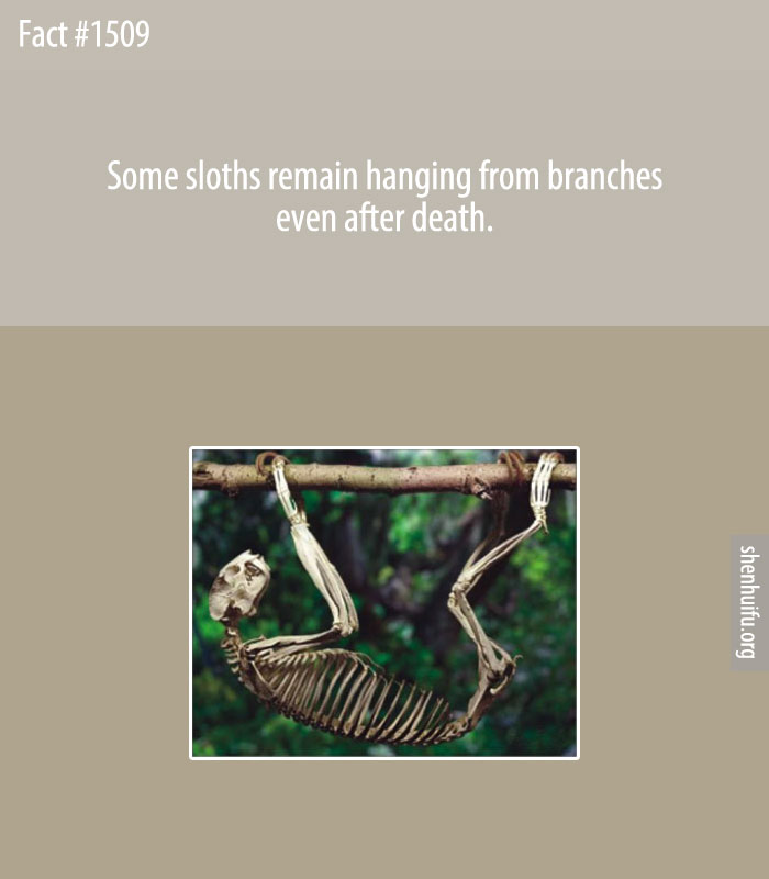 Some sloths remain hanging from branches even after death.