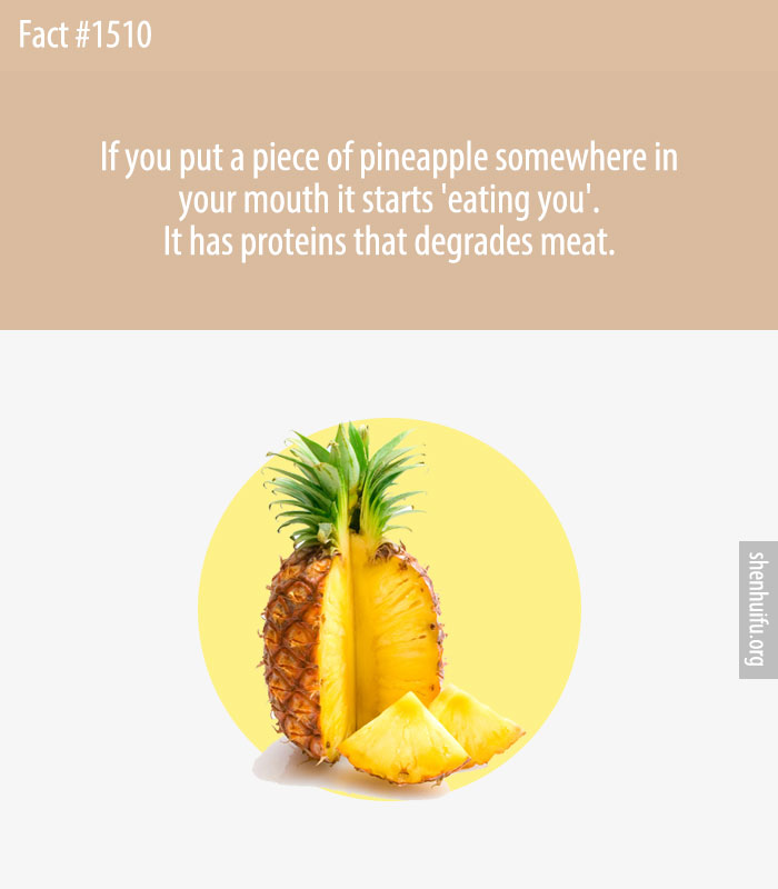 If you put a piece of pineapple somewhere in your mouth it starts 'eating you'. It has proteins that degrades meat.