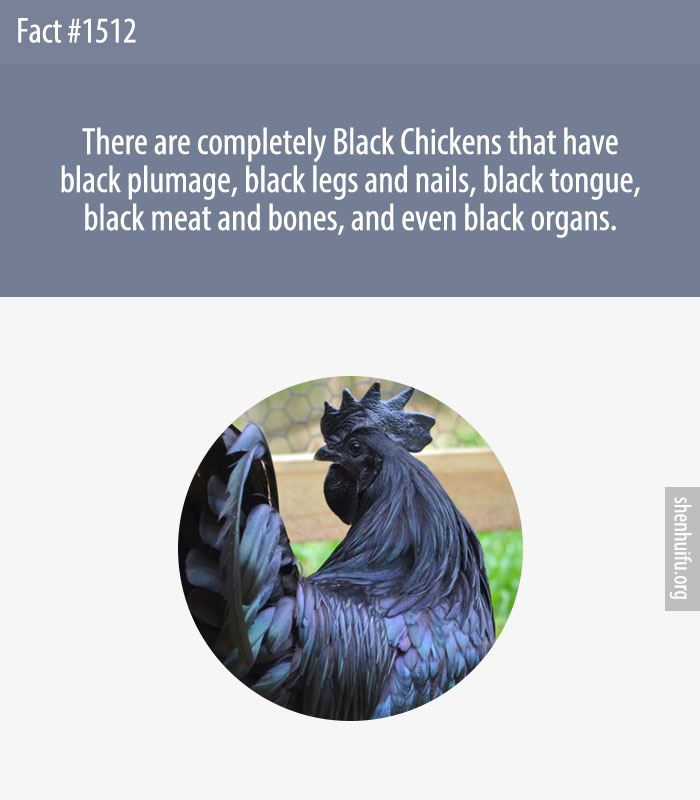 There are completely Black Chickens that have black plumage, black legs and nails, black tongue, black meat and bones, and even black organs.