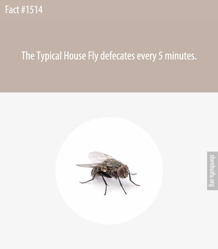 The Typical House Fly defecates every 5 minutes.