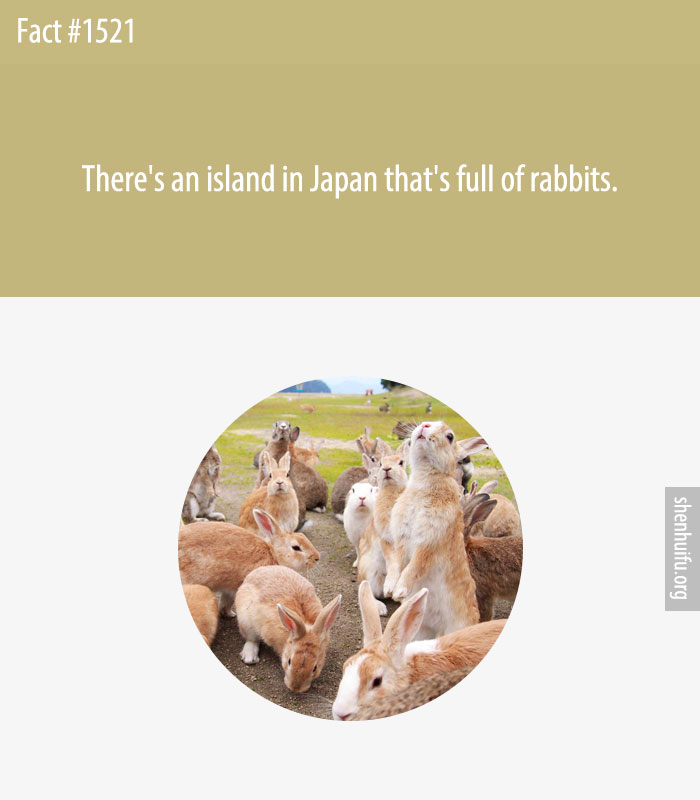 There's an island in Japan that's full of rabbits.