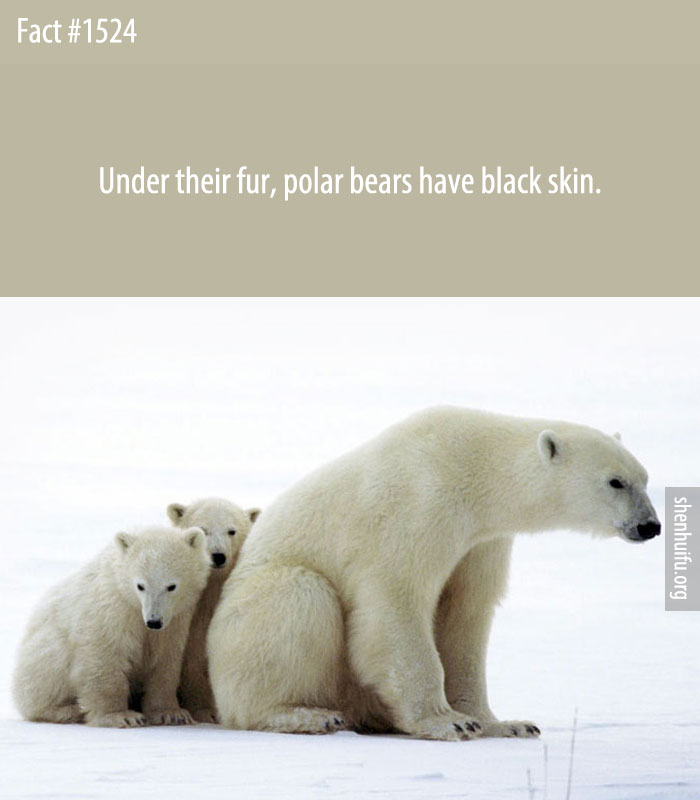 Under their fur, polar bears have black skin.