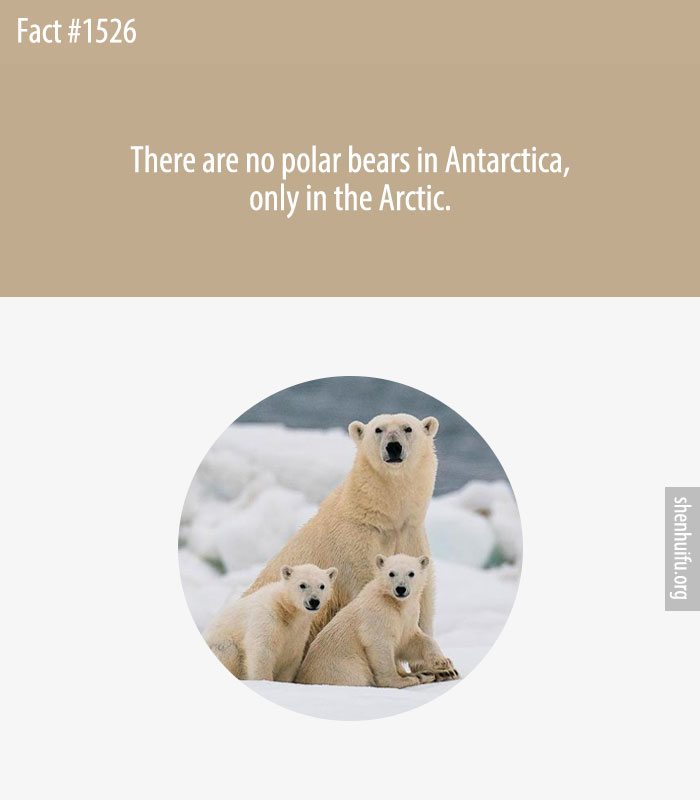 There are no polar bears in Antarctica, only in the Arctic‎.