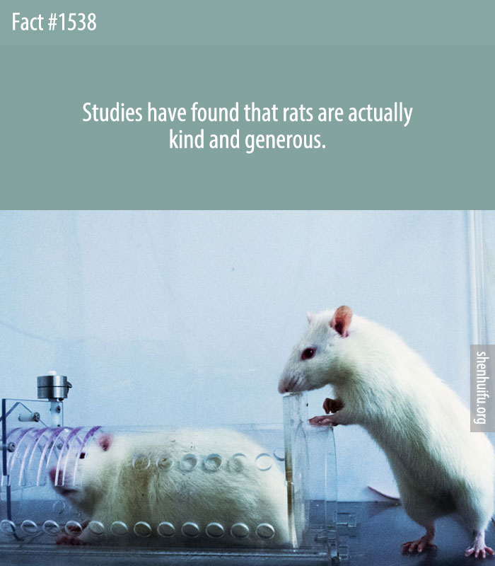Studies have found that rats are actually kind and generous.