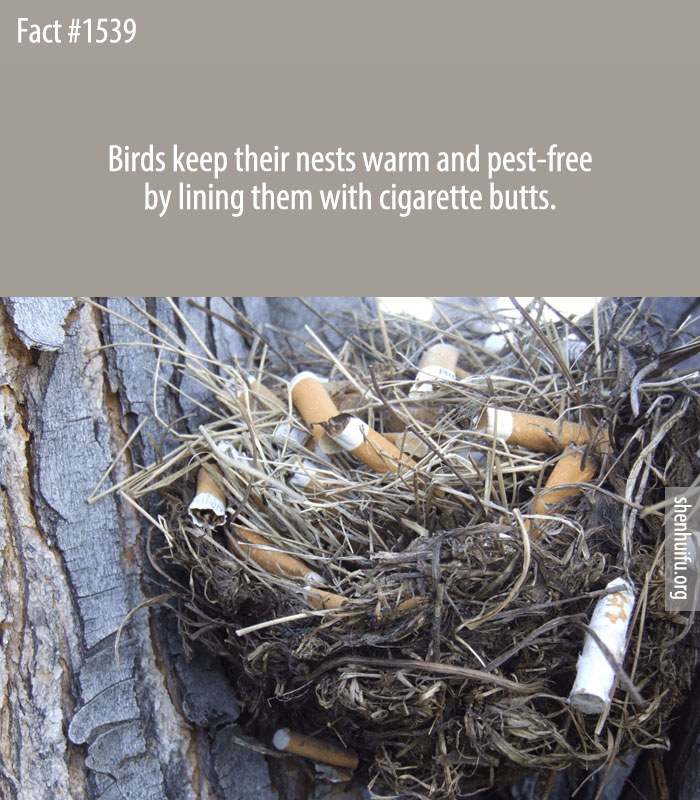 Birds keep their nests warm and pest-free by lining them with cigarette butts.