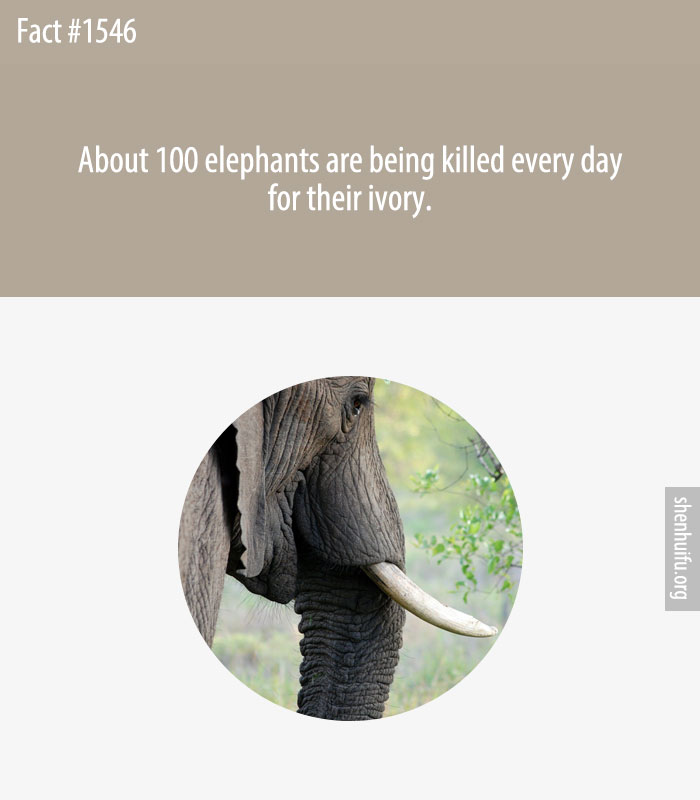 About 100 elephants are being killed every day for their ivory.