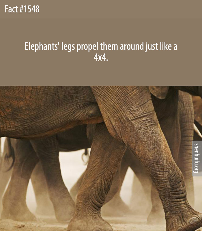 Elephants' legs propel them around just like a 4x4.